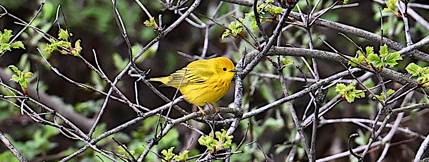 Spring Migration Birdwatching