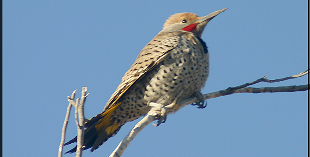 Great Backyard Bird Count