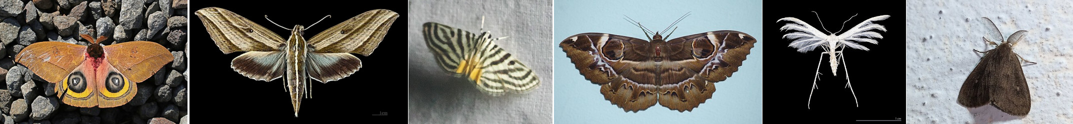 Moth Survey
