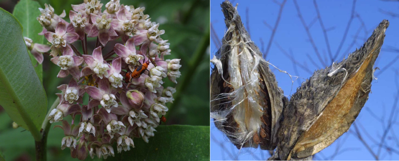 Gardening with Native Plants