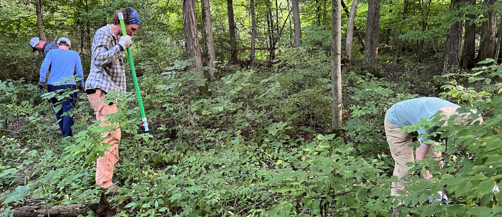 Invasive plants removal