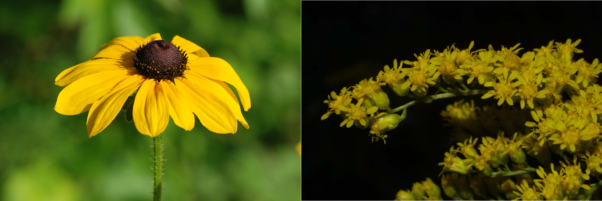 Summer Wildflowers Nature Walks
