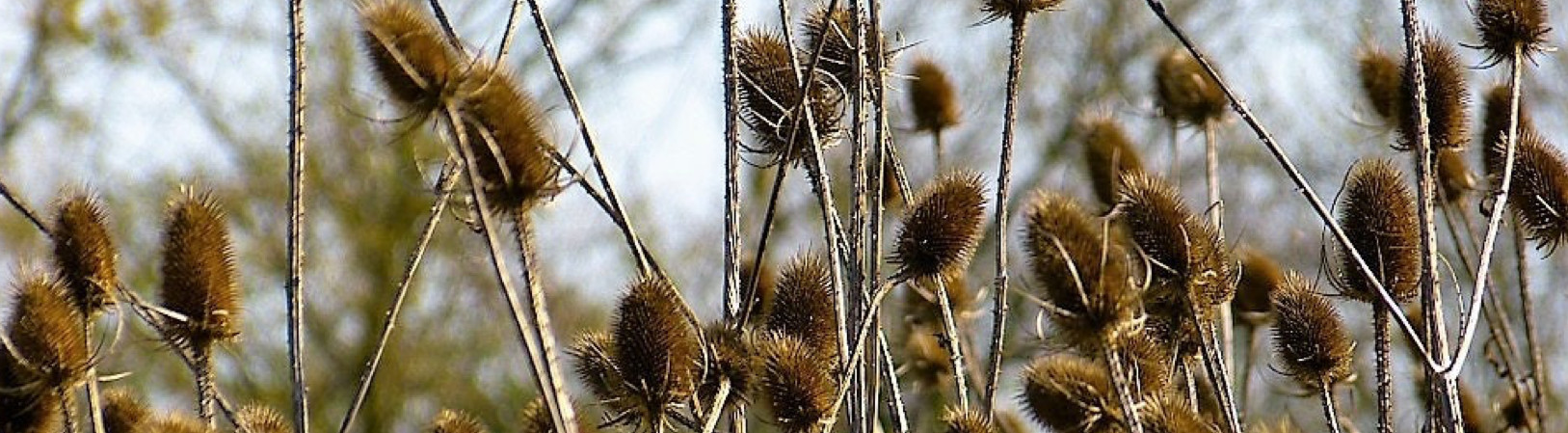 RESCHEDULED . Invasive Species Removal: Teasel