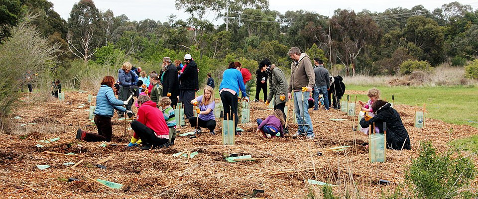 Tree planting event