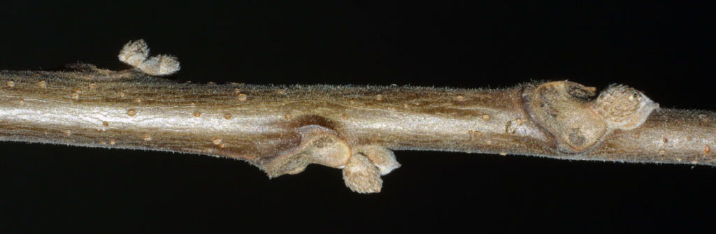 Winter Twigs Nature Walk