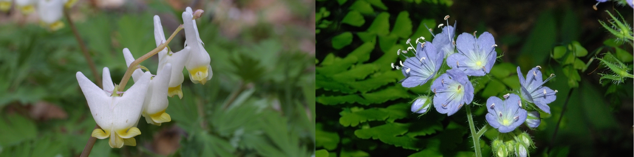 Spring Wildflower Nature Walk